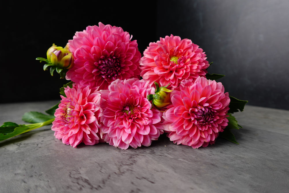 Dahlia Regular-Pink Runner