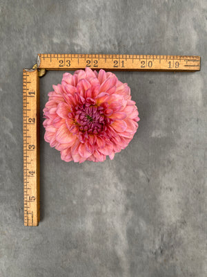 Dahlia Regular-Pink Runner