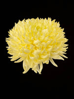 Heirloom Mum Disbud-Primrose Tennis