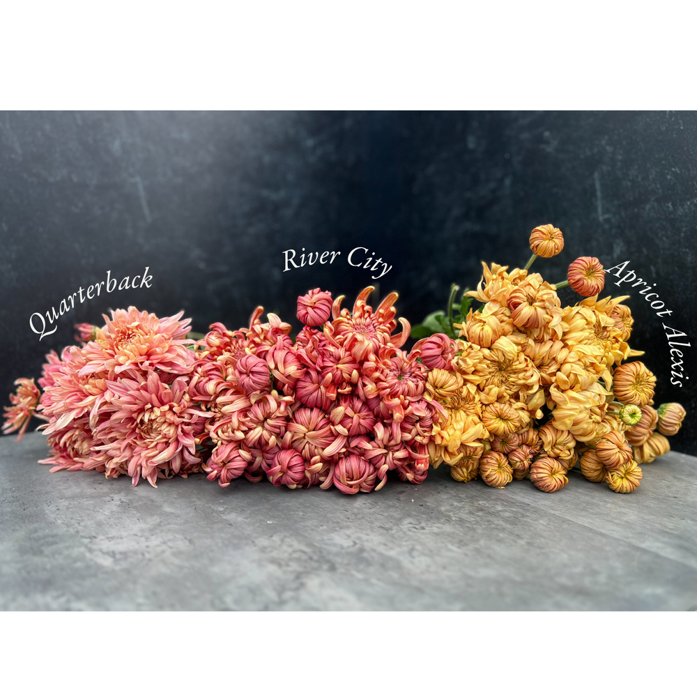 Heirloom Mum Disbud-Quarterback - SMFF Wholesale