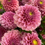 Dahlia Regular-Rock Run Ashley - SMFF Wholesale
