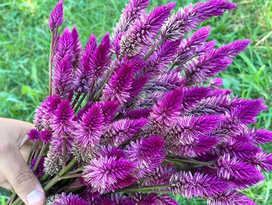 Celosia Spike-Ruby Parfait