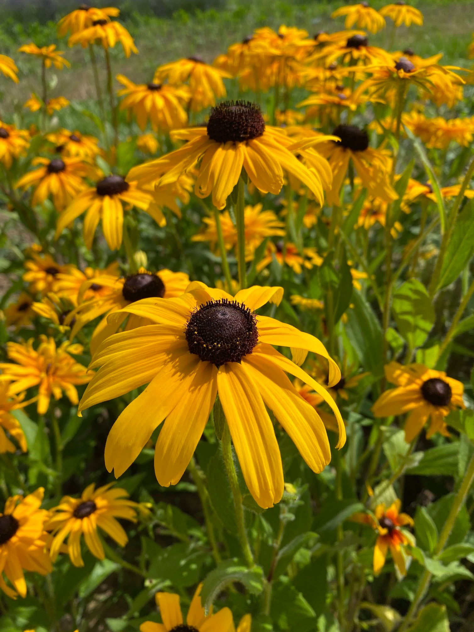 Rudbeckia-Any Box Lot