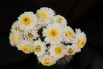 Heirloom Mum Spray-Snowfall