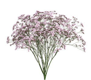 Limonium-Oshi Pink
