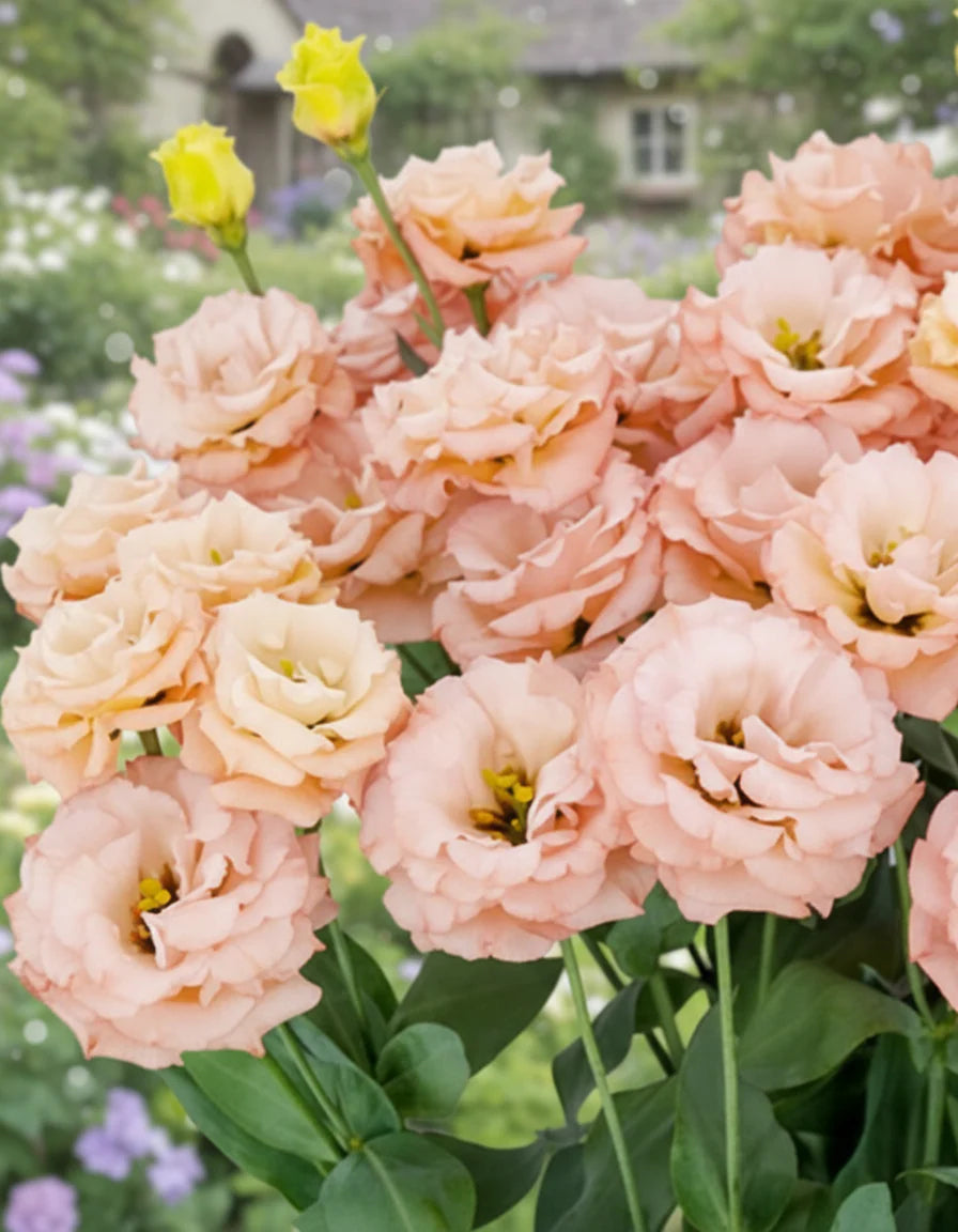 Lisianthus-Sabrina Mango