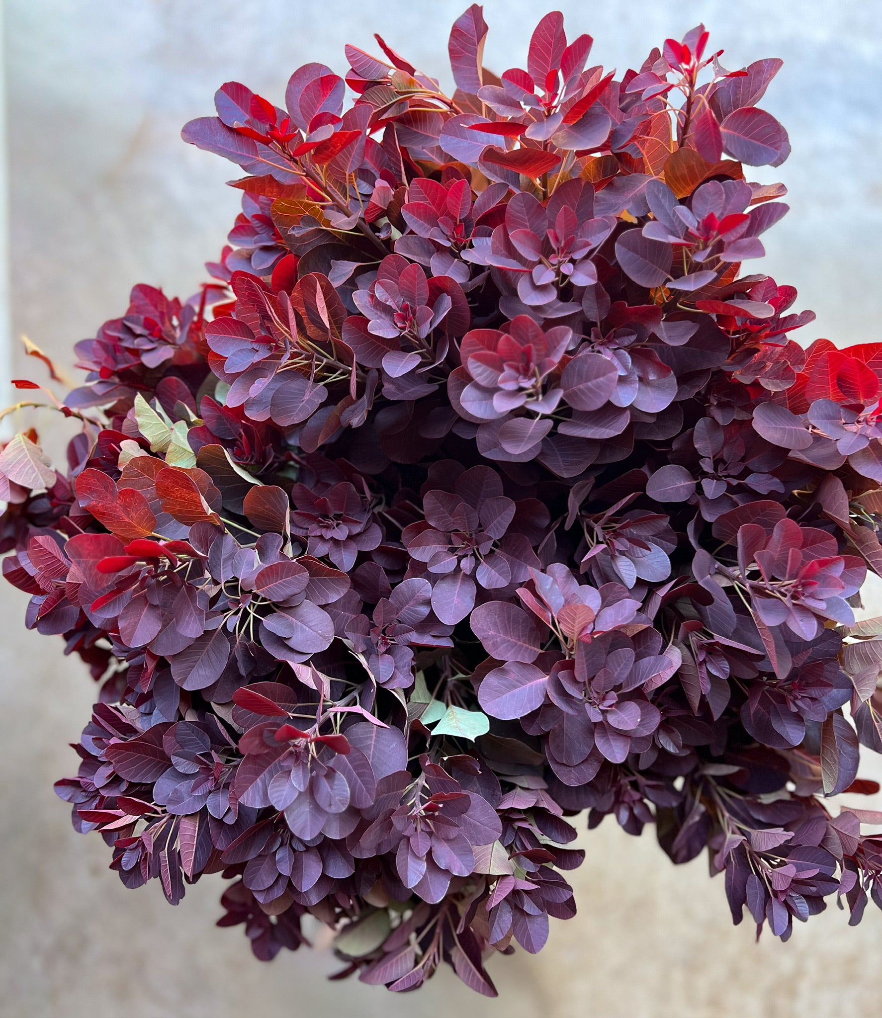 Smokebush Foliage