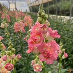 Snapdragon-Butterfly Coral