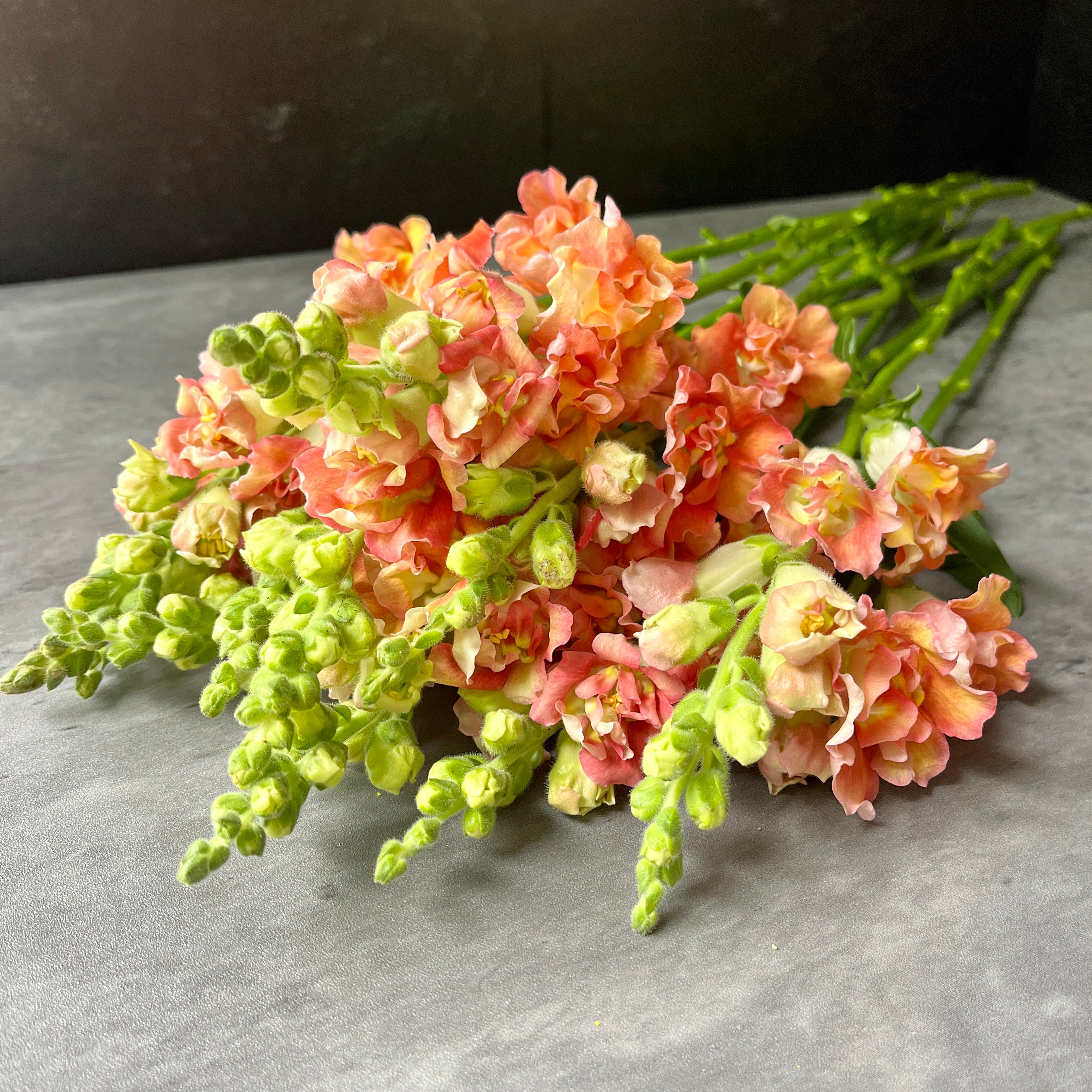 Snapdragon Butterfly-Bronze