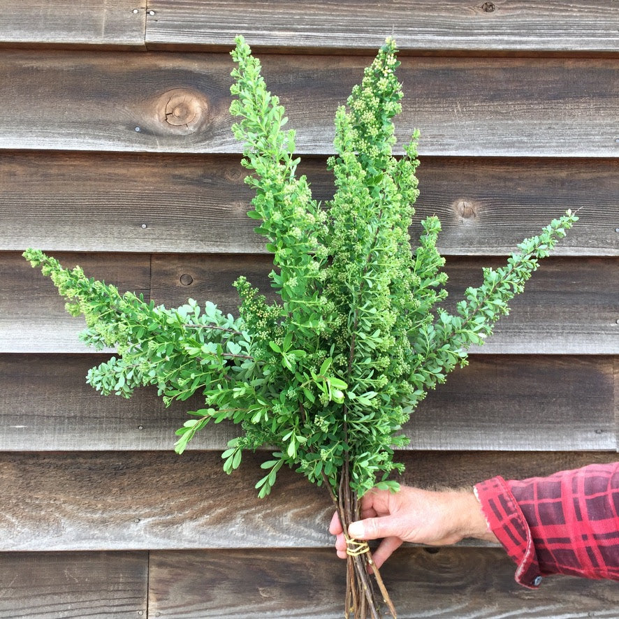 Spirea-Snowmound (ONT)