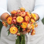 Strawflower-Orange - SMFF Wholesale
