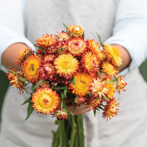 Strawflower-Orange - SMFF Wholesale
