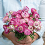 Strawflower-Pink - SMFF Wholesale