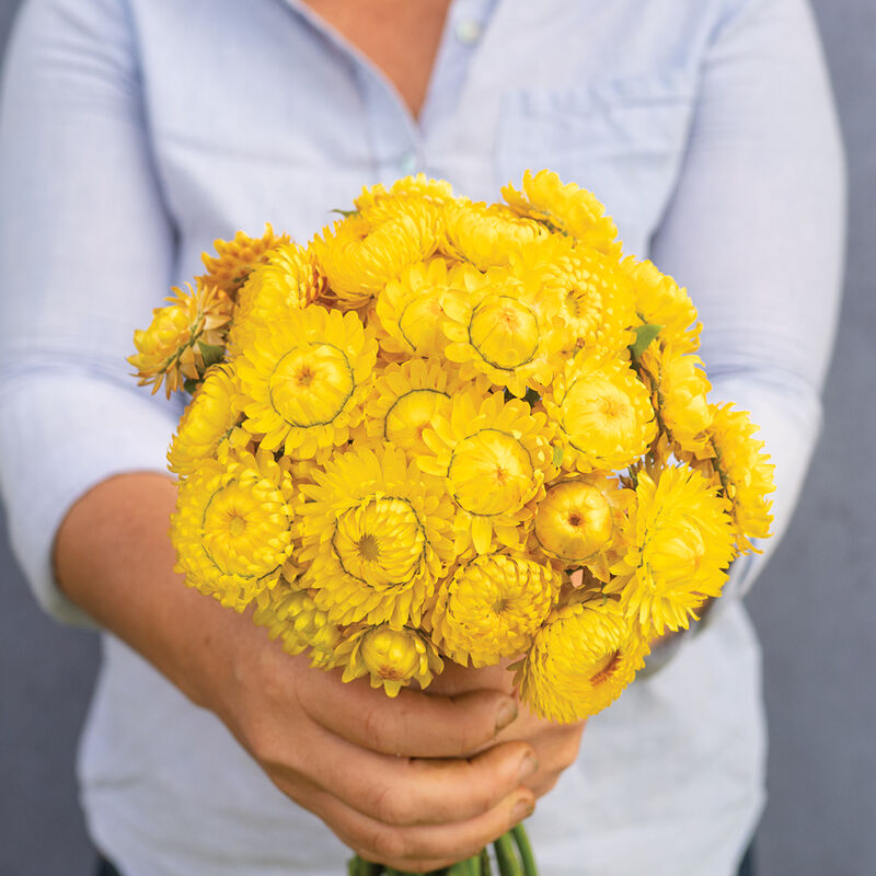 Strawflower-Yellow - SMFF Wholesale