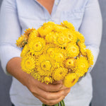 Strawflower-Yellow - SMFF Wholesale