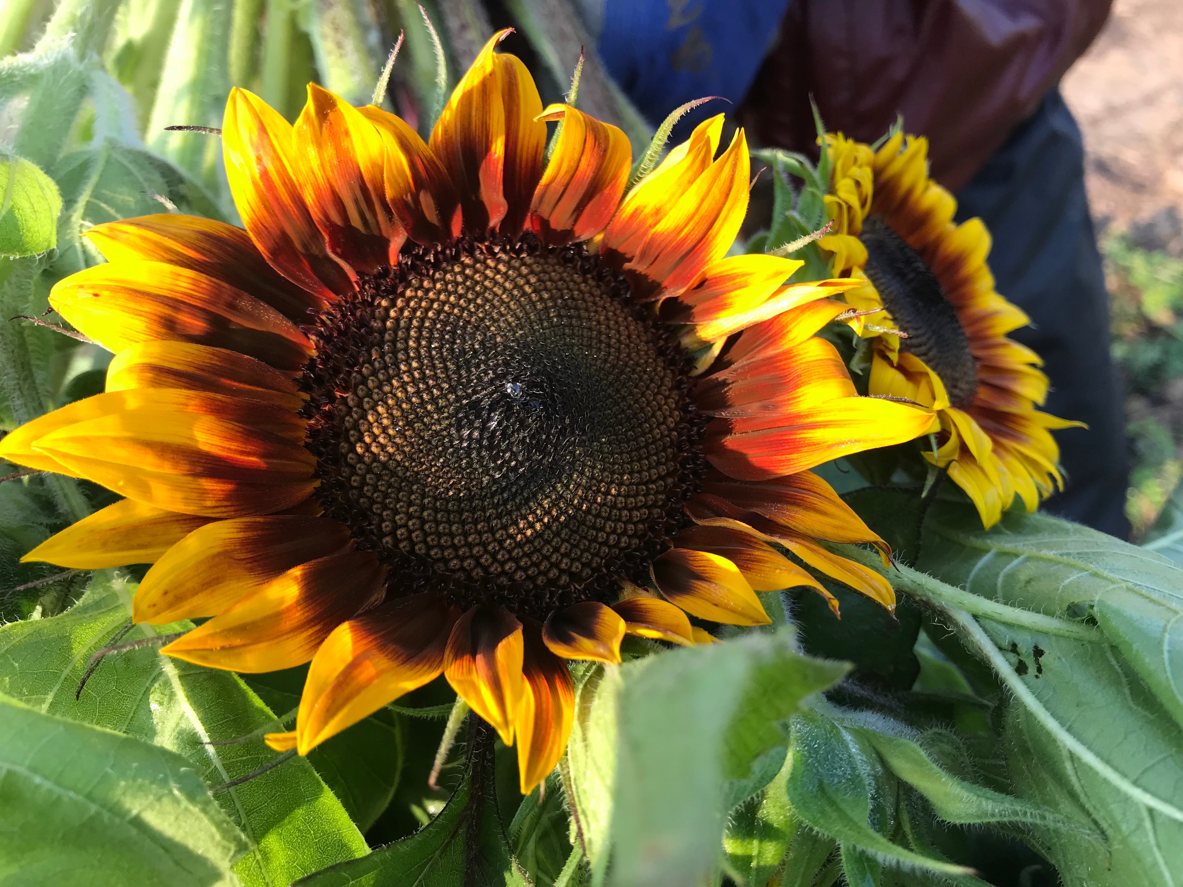 Sunflower-Orange Mahogany