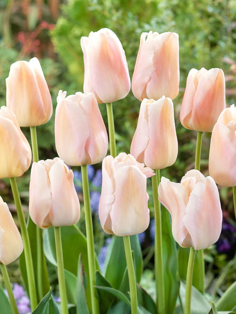 Tulip-Apricot Pride