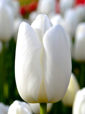 Tulip-Clearwater