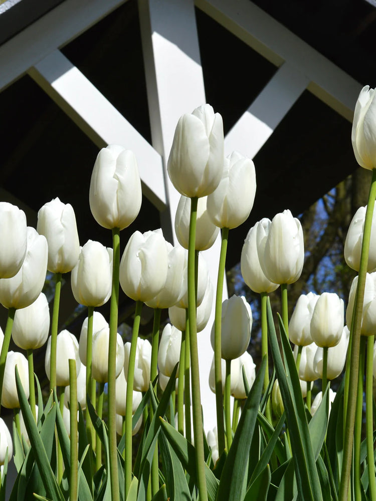 Tulip-Clearwater