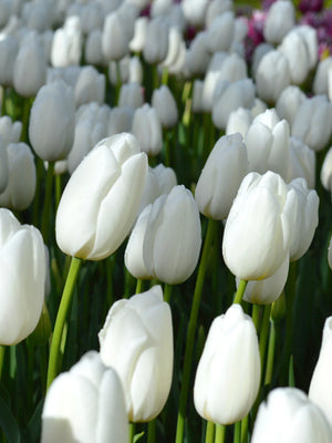 Tulip-Clearwater