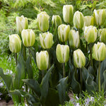 Tulip-Green Spirit - SMFF Wholesale