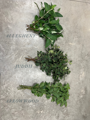 Viburnum Foliage-Juddii - SMFF Wholesale