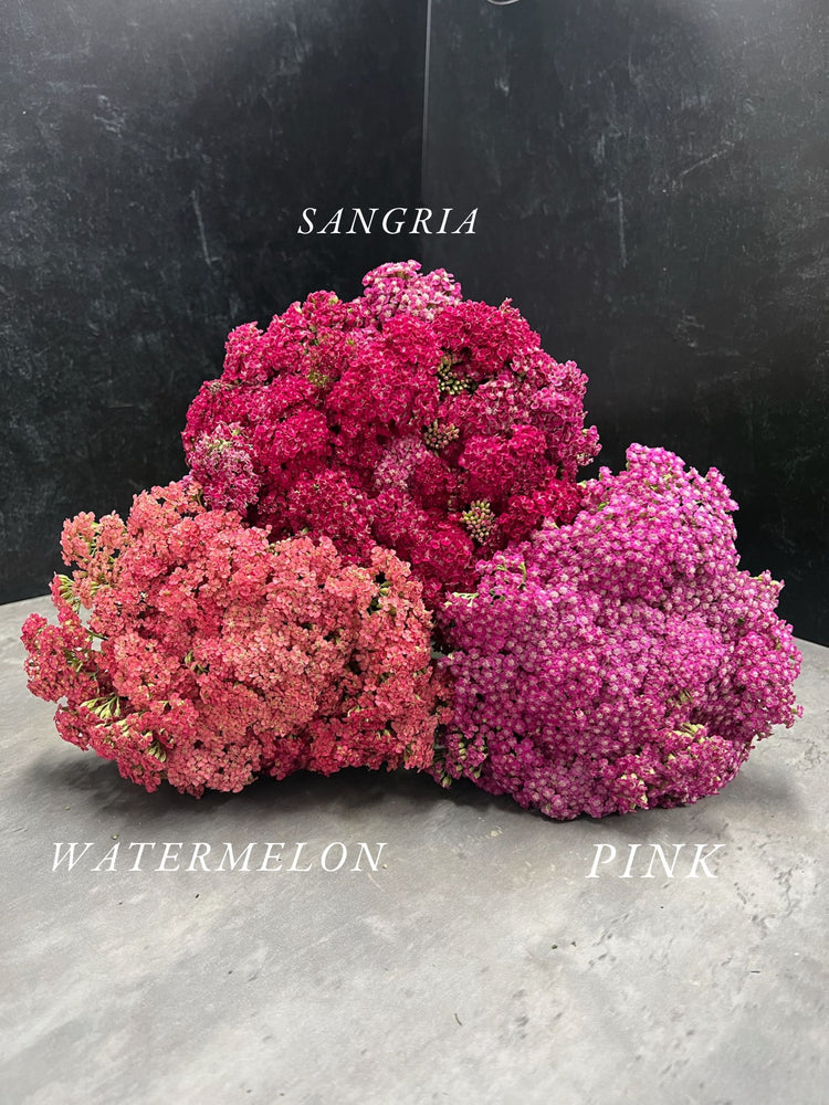 Yarrow-Sangria
