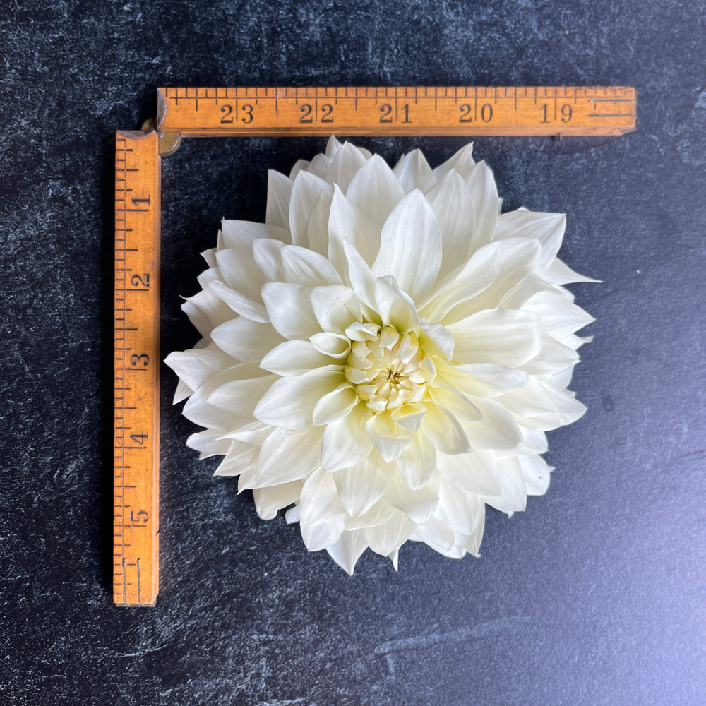 Dahlia Tuber-Beaucon