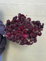 Scabiosa-Black