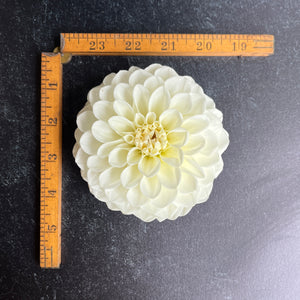 Dahlia Tuber-Boom Boom White