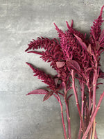 Amaranth-Red