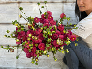 Dahlia GH Grown-Burlesca (Button)