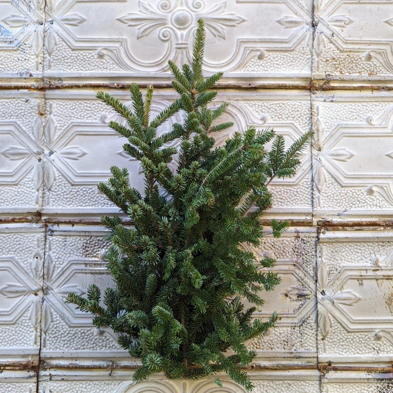 Evergreens Bunch-Fir