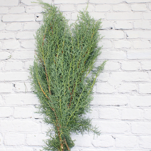 
            
                Load image into Gallery viewer, Evergreens Bunch-Cypress
            
        