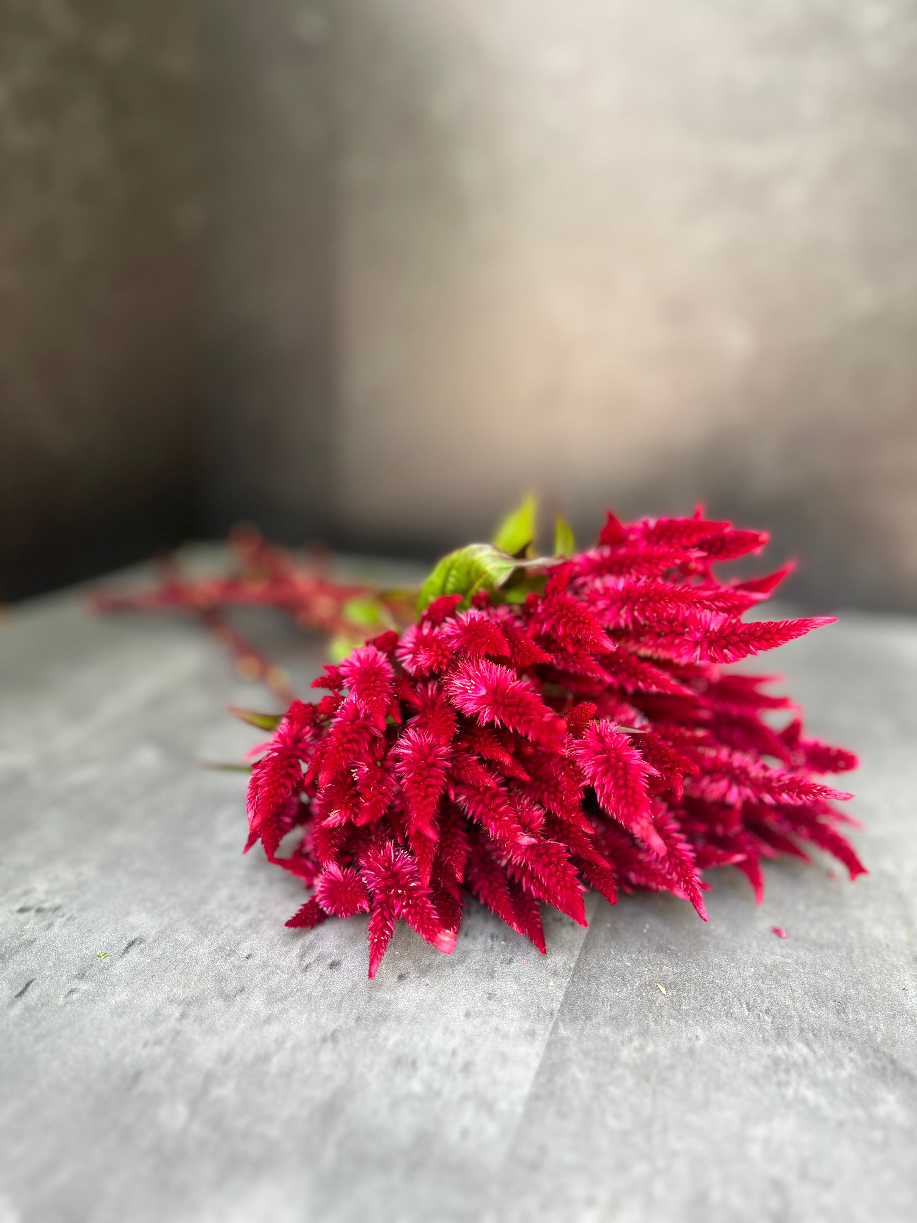 Celosia Spike- Celway Red