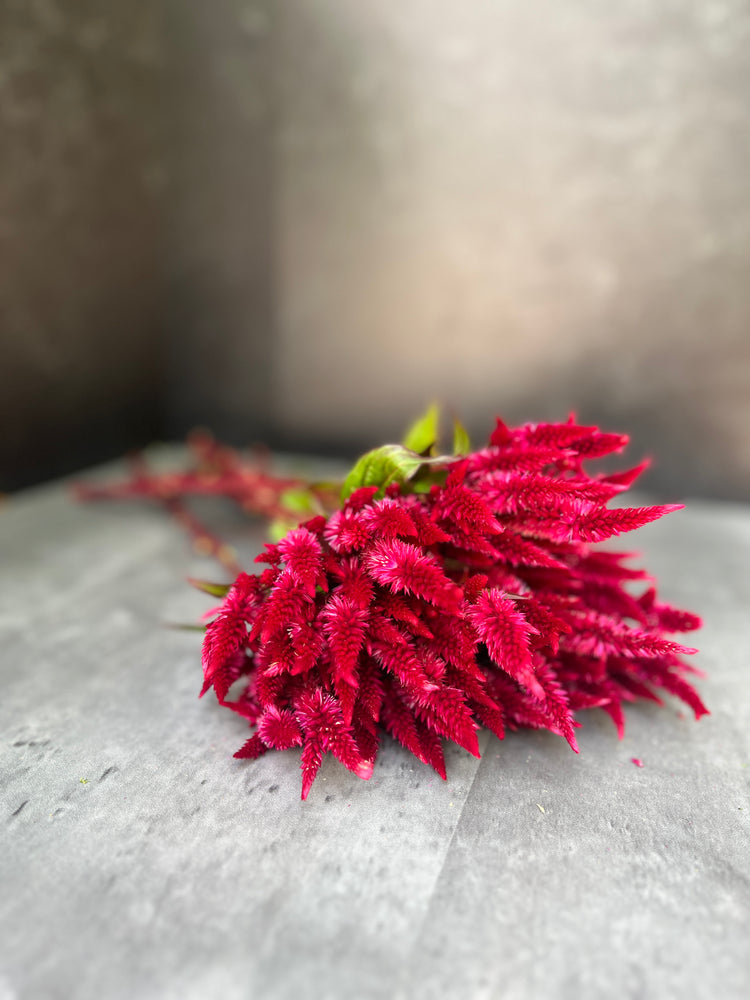 Celosia Spike-Celway Red