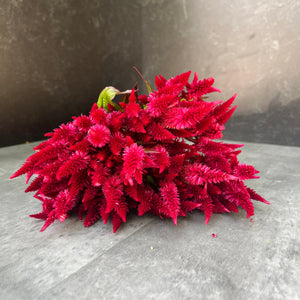 Celosia Spike- Celway Red