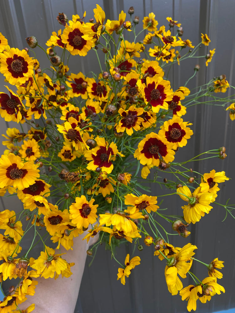 Coreopsis