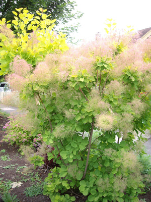 Smokebush Champagne- OR