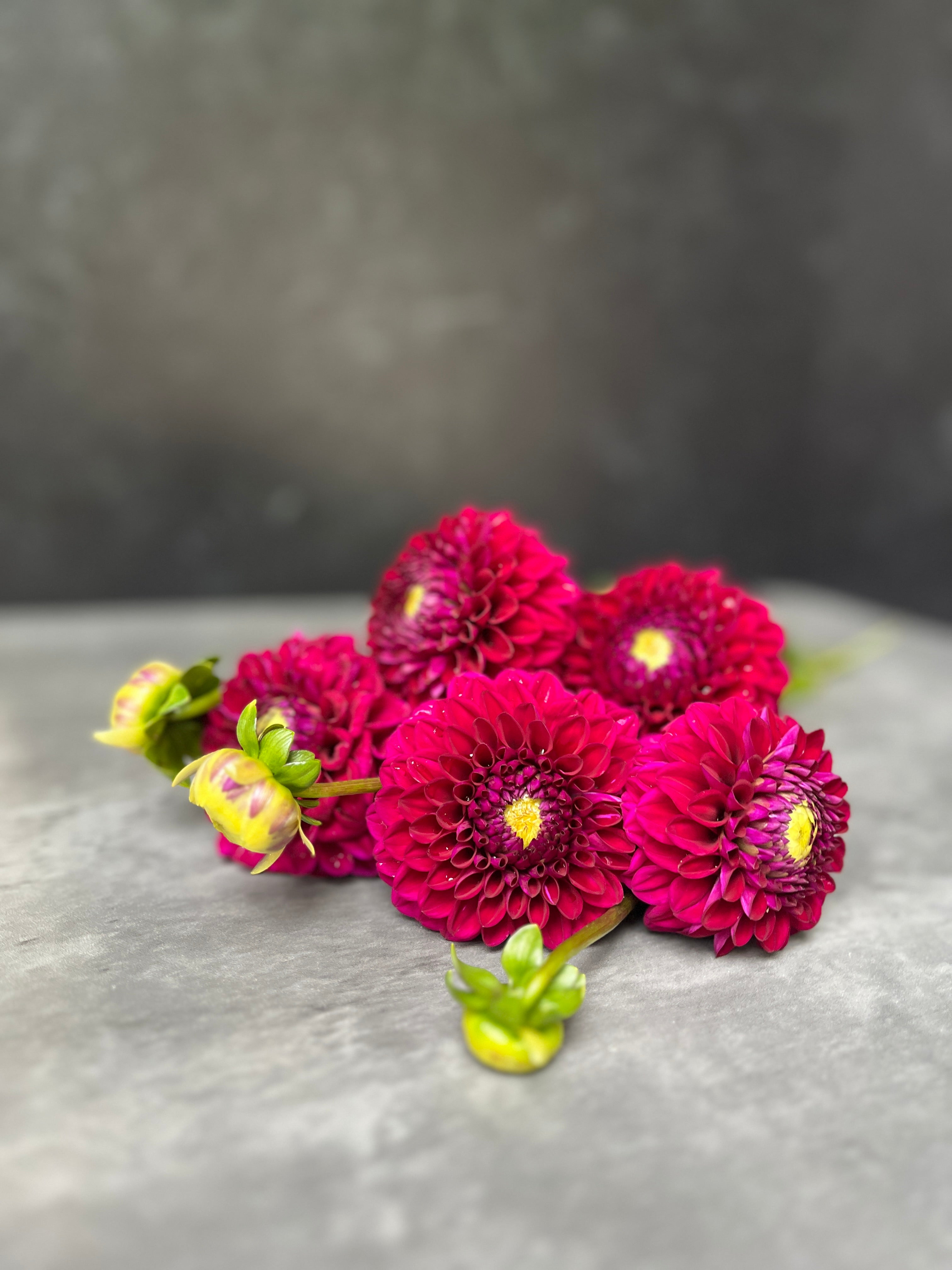 Dahlia Regular-Cryfield Harmony