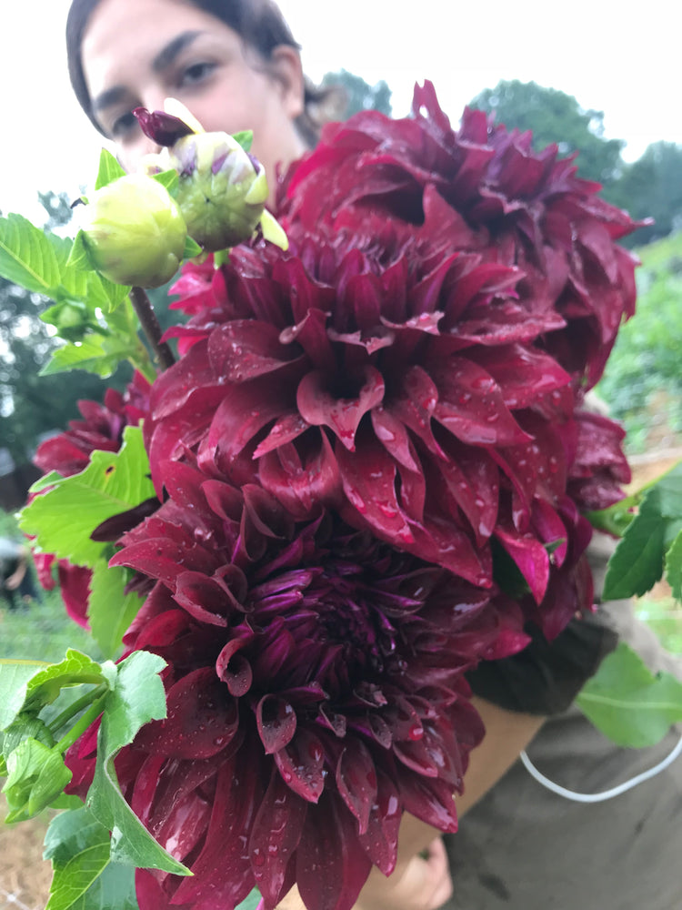 Dahlia Dinnerplate-Spartacus - SMFF Wholesale