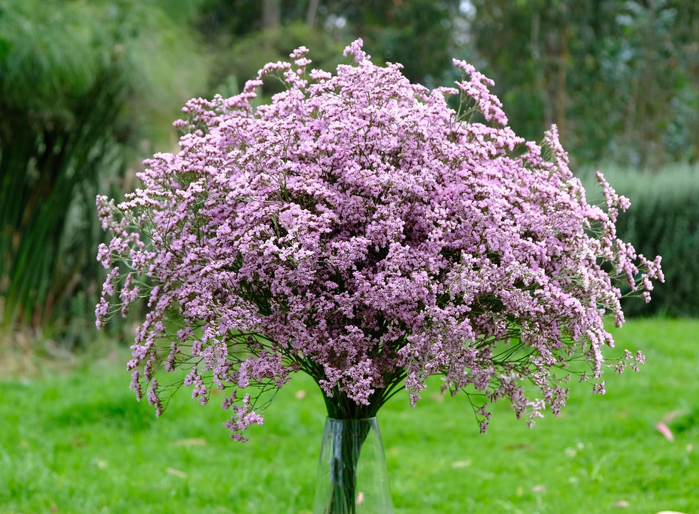 Limonium-Oshi Pink