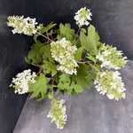 Hydrangea-Oakleaf - SMFF Wholesale