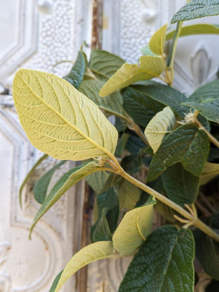 Viburnum Foliage-Allegheny