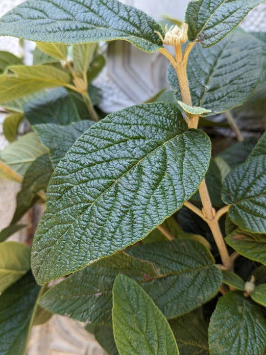 Viburnum Foliage-Allegheny