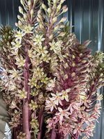 Eucomis Sparkling Burgundy (Pineapple Lily)
