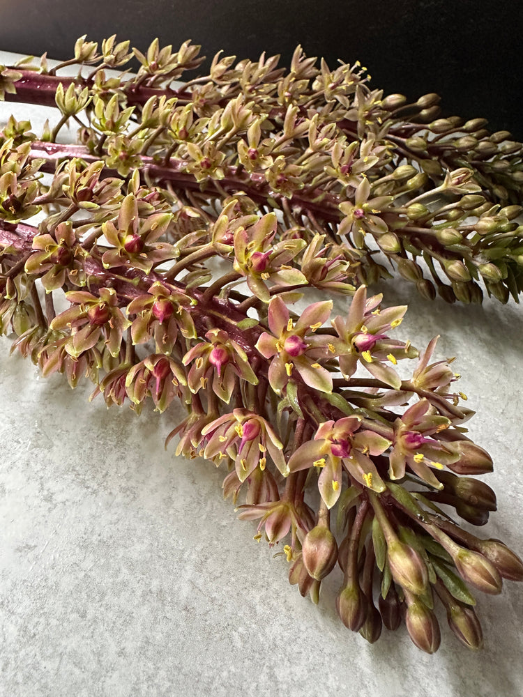 
            
                Load image into Gallery viewer, Eucomis-Sparkling Burgundy
            
        