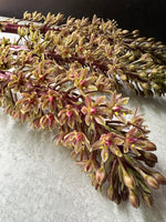 Eucomis Sparkling Burgundy (Pineapple Lily)
