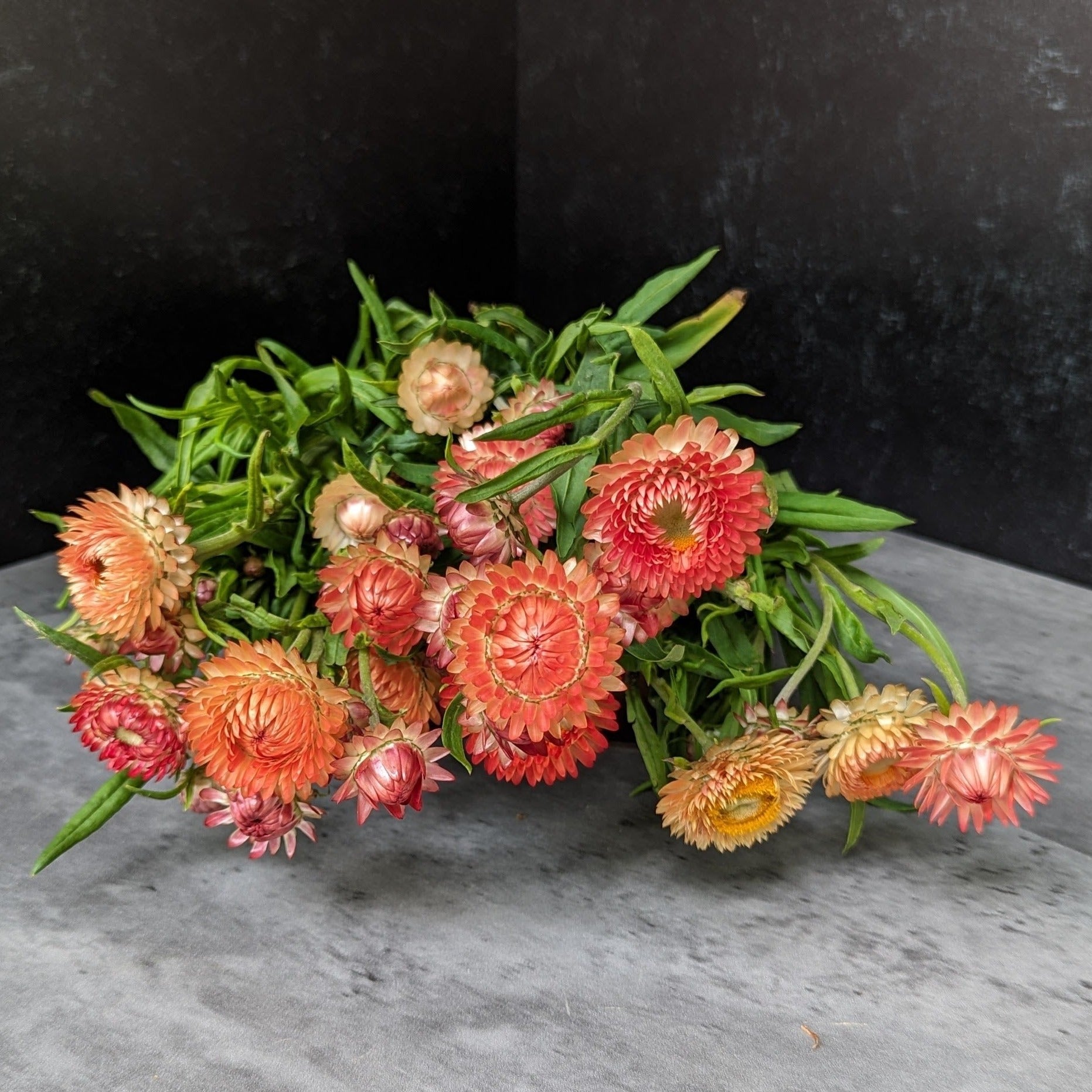 Strawflower-Apricot