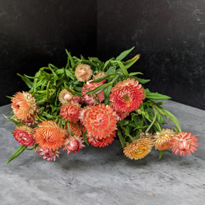 
            
                Load image into Gallery viewer, Strawflower-Apricot
            
        